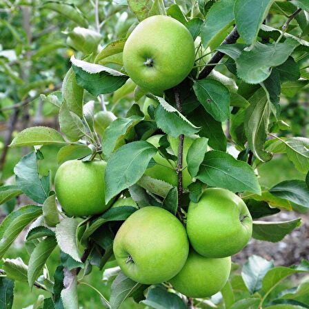 Granny Smith Elma Fidanı (Saksılı / 150 - 160 cm.)