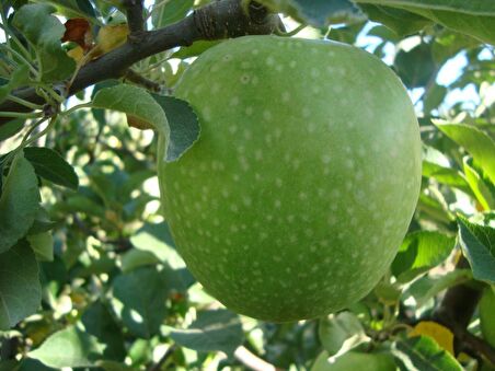 Granny Smith Elma Fidanı (Saksılı / 150 - 160 cm.)