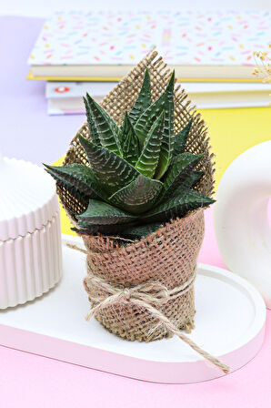 Termos & Kolonya & Canlı Çiçek & Filtre Kahve & Godiva Domes Çikolata & 2'li Yıldız Mum Hediye Seti