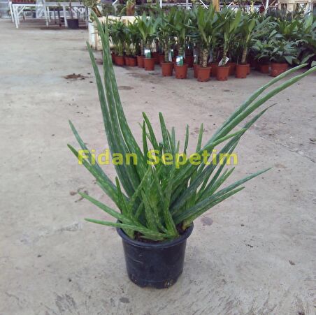 Aloe Vera Bitkisi