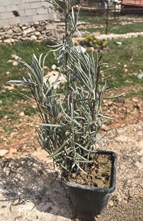 Tıbbi Aromatik Lavanta Fidanı Fidesi 10-20 Cm