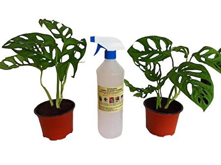 2 ADET MONSTERA OBLİQUA SARMAŞIK CİNS+ 1 LT BİTKİ BESİNİ HEDİYELİ