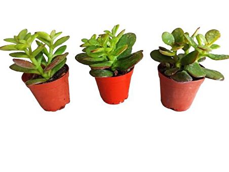 3 ADET CRASULA KRASULA PARA BİTKİSİ SUKULENT (5,5 LUK)