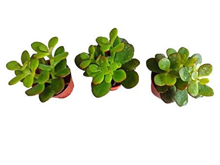 3 ADET CRASULA KRASULA PARA BİTKİSİ SUKULENT (5,5 LUK)