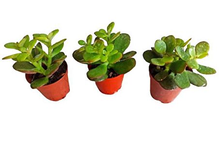 3 ADET CRASULA KRASULA PARA BİTKİSİ SUKULENT (5,5 LUK)