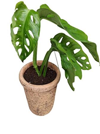 MONSTERA OBLİQUA DEVE TABANI SARMAŞIK CİNS ÖZEL TOPRAK SAKSISINDA