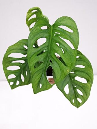 MONSTERA OBLİQUA DEVE TABANI SARMAŞIK CİNS ÖZEL TOPRAK SAKSISINDA