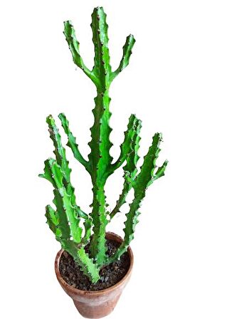 Euphorbia Najuneranatanii - 90 Cm