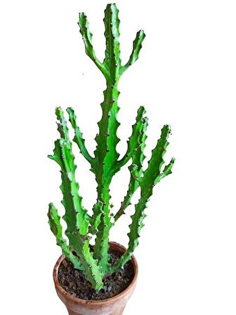 Euphorbia Najuneranatanii - 90 Cm