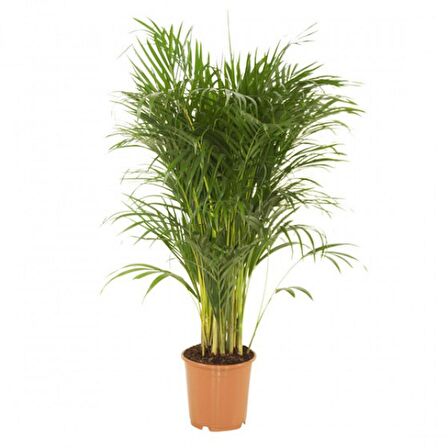 Areca Palmiyesi Bitkisi 140-150cm