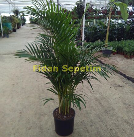 Areca Palmiyesi Bitkisi 140-150cm