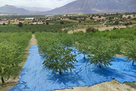 1 Kg Çiğ Badem İçi Kendi Bahçemizden Yeni Hasat