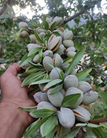 3 Kg Kabuklu Badem Kendi Bahçemizden Yeni Hasat