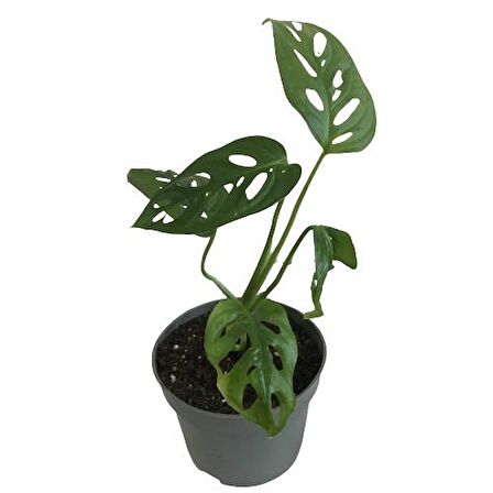 MİNİ BOY MONSTERA MONKEY MASK 25 CM