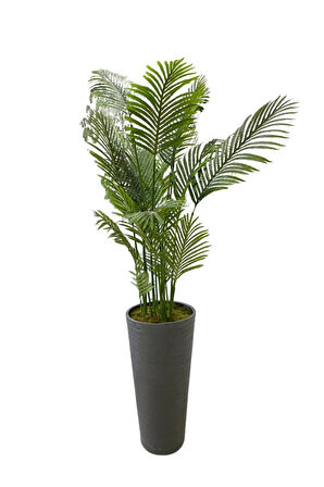 Areka 15 Yaprak 200 Cm 70x35 Özel Tasarım Saksı