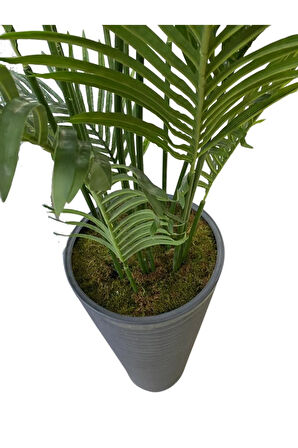 Areka 15 Yaprak 200 Cm 70x35 Özel Tasarım Saksı