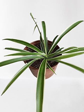 KURDELE ÇİÇEĞİ (CHLOROPHYTUM) KURDALE