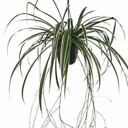 CHLOROPHYTUM - ASKILI KURDELA ÇİÇEĞİ 