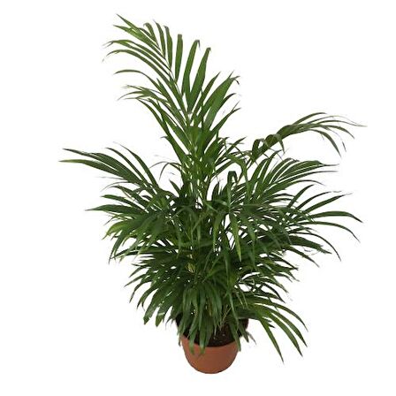 AREKA PALMİYESİ - ARECA DYPSİS LUTESCENS 110-120 CM