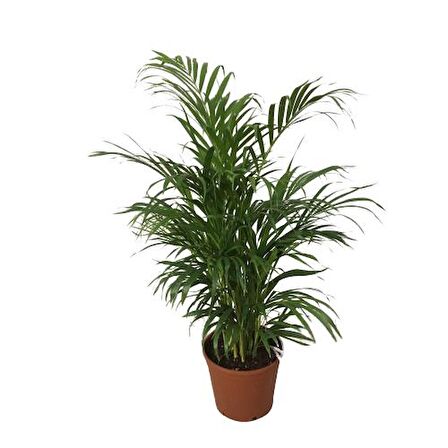 AREKA PALMİYESİ - ARECA DYPSİS LUTESCENS 110-120 CM