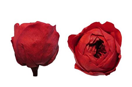 ROSE AMOR ÖZEL ŞOKLANMIŞ GÜL XL-SOLMAYAN GÜL 