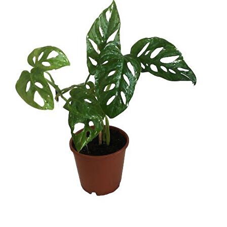 Monstera Adansonii-Monkey Mask-İthal -(30-35 cm)