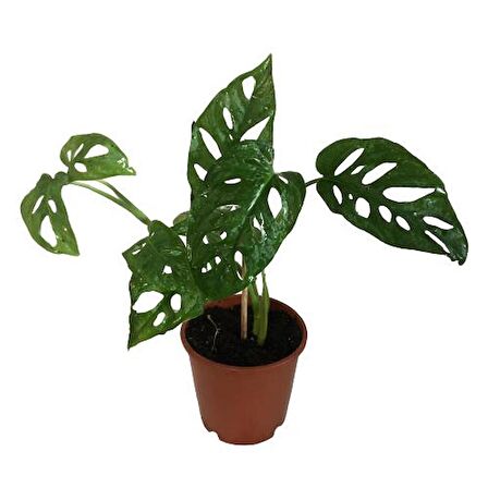 Monstera Adansonii-Monkey Mask-İthal -(30-35 cm)