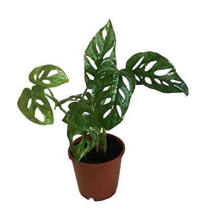 Monstera Adansonii-Monkey Mask-İthal -(30-35 cm)