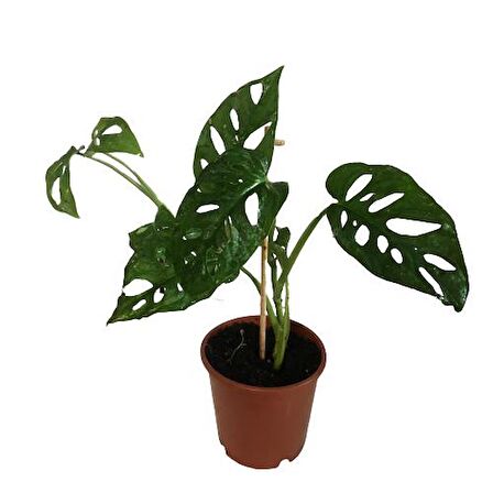 Monstera Adansonii-Monkey Mask-İthal -(30-35 cm)