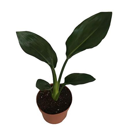 Strelitzia reginae - Starliçya Cennet Kuşu - Ev ve Ofis Bitkisi