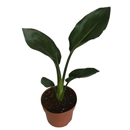 Strelitzia reginae - Starliçya Cennet Kuşu - Ev ve Ofis Bitkisi