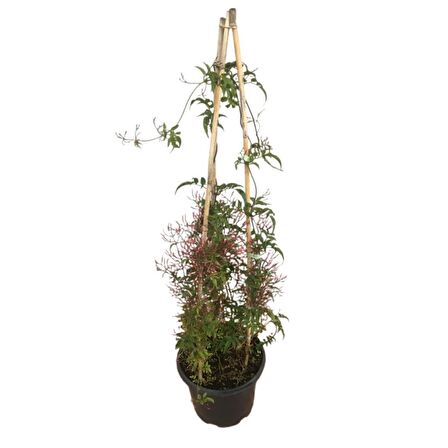 ARAP YASEMİNİ (Jasminum Sambac) 1 METRE 2 KÖKLÜ