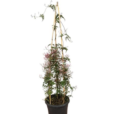 ARAP YASEMİNİ (Jasminum Sambac) 1 METRE 2 KÖKLÜ