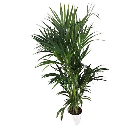 Howea Forsteriana | Kentia Palmiyesi (İthal) 24cm Ø H:180
