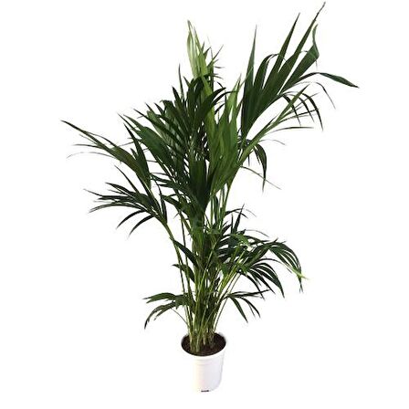 Howea Forsteriana | Kentia Palmiyesi (İthal) 24cm Ø H:180