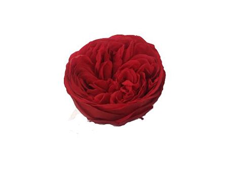 ROSE AMOR KABUZİKA KIRMIZI RENK SOLMAYAN GÜL (ŞOKLANMIŞ GÜL)
