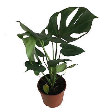 MONSTERA DELİCİOUS DEVA TABANI 60-70 CM ÇOK KÖKLÜ