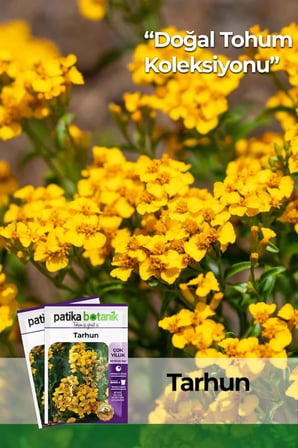 40 Adet Yerli Ata Tarhun Tohumu (Artemisia Dracunculus L.)
