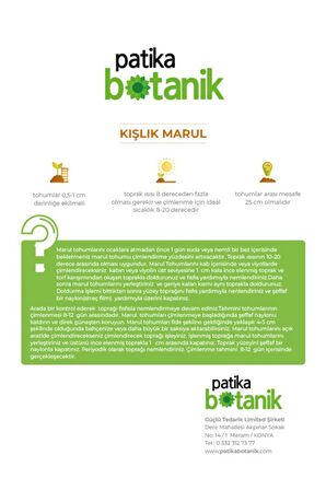 1.700 Adet Kışlık Yerli Ata Kıvırcık Marul Tohumu