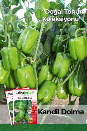 150 Adet Yerli Ata Kandil Dolma Biber Tohumu