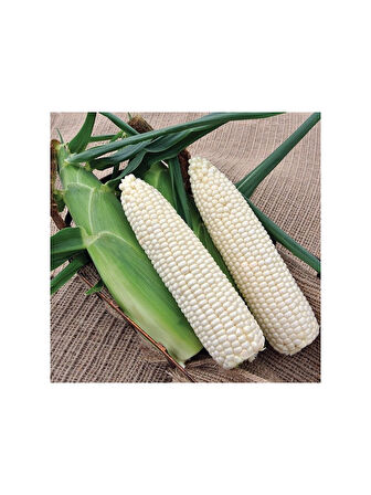 Yerli Ata Tohumu Beyaz Mısır 25 Gr