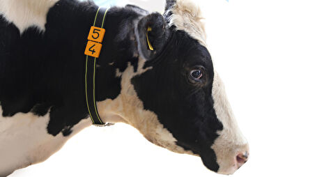 150 Hayvanlık Büyükbaş Numaratör + Avrupa Tip Tokalı Kemer Seti