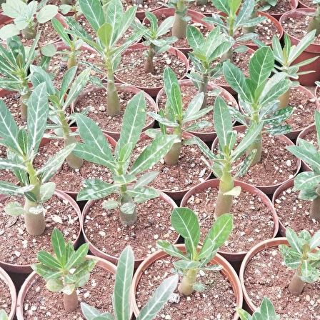 Adenium Çöl Gülü Çiçeği Fidanı