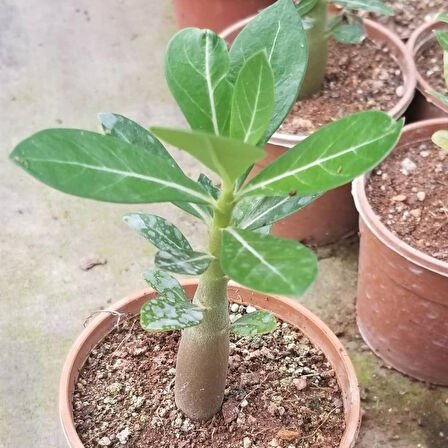 Arabic Adenium Çöl Gülü Çiçeği Fidanı