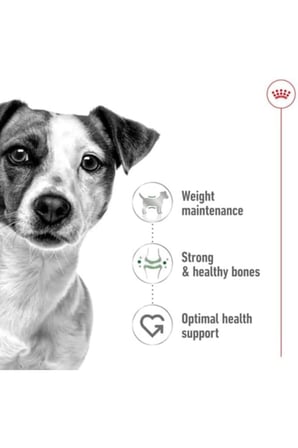 Royal Canin Mini Adult Köpek Maması, 4 Kg