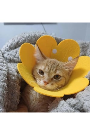 10 Adet Keçe Elizabeth Yakalığı – XL Boy Evcil Hayvan Koruyucu Yakalı, Ameliyat Sonrası İyileşme, Soft Felt E-Collar, Büyük Irk Kedi Köpek