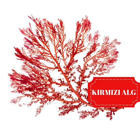 LithoLexal  Kolajen Eklem Sağlığı | 60 Tablet |
