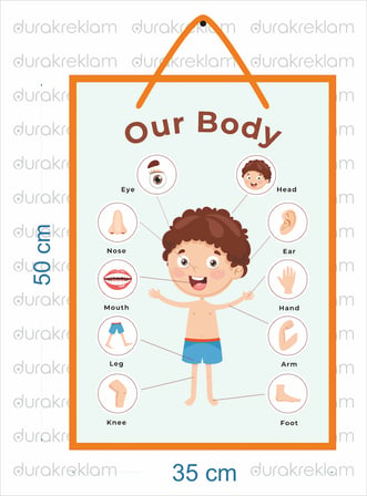 Vücudumuz Organlar Tanıtıcı Poster İngilizce