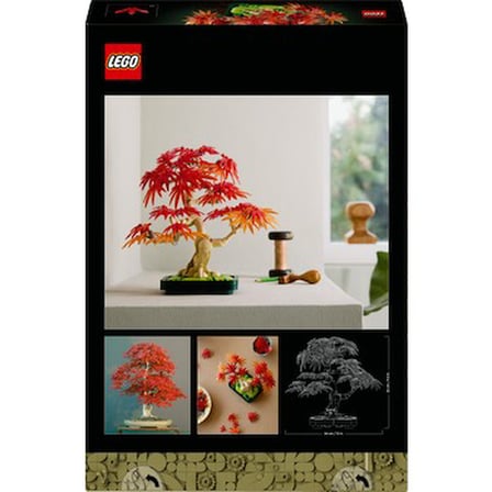 Japon Akçaağaç Bonsai Bitkisi - Yetişkin Bitki Severler için
