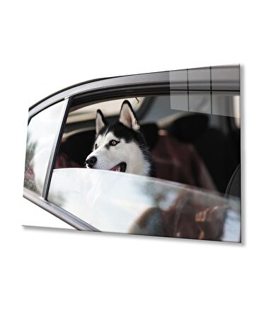 Köpek 4 Cam Tablo
